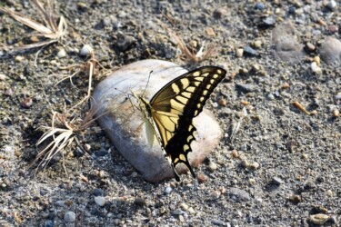 吸水するキアゲハ