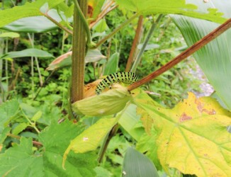 キアゲハの幼虫