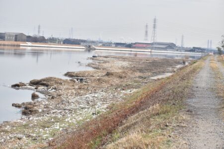 ヨシ原を刈った後の日光川のゴミ