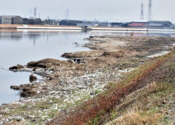 ヨシ原を刈った後の日光川のゴミ