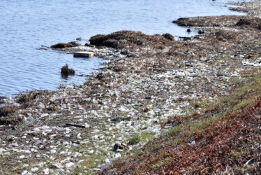 ヨシ原を刈った後の日光川のゴミ