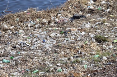 ヨシ原を刈った後の日光川のゴミ