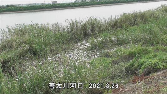 善太川のゴミ