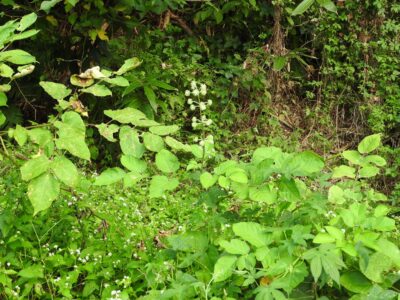 ウドとその花