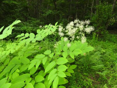 ウドとその花