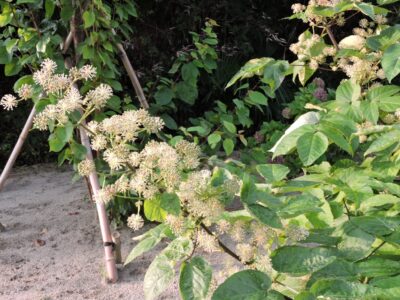 ウドとその花