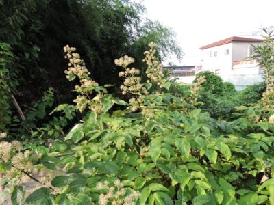 ウドとその花