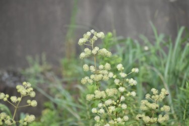 善太川土手のウコギの仲間 未同定