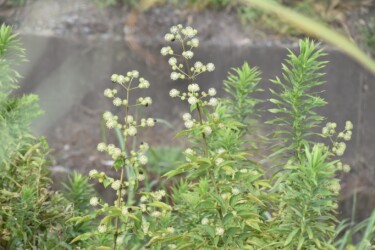 善太川土手のウコギの仲間 未同定