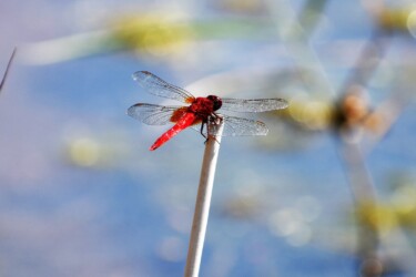 ショウジョウトンボの成熟のオス