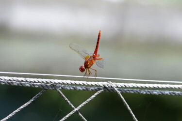 ショウジョウトンボの成熟のオス