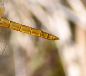 オスのしっぽの形