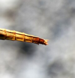 メスのしっぽの形