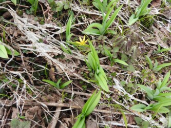 キバナノアマナ