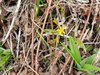 キバナノアマナ