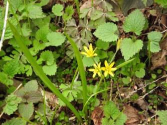 キバナノアマナ