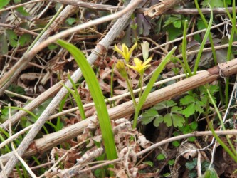 キバナノアマナ