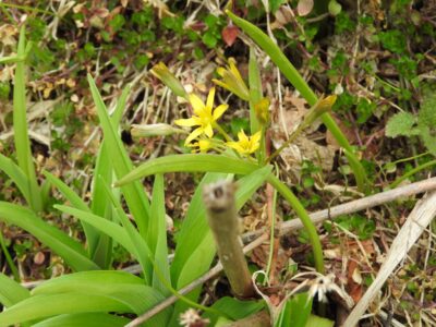 キバナノアマナ