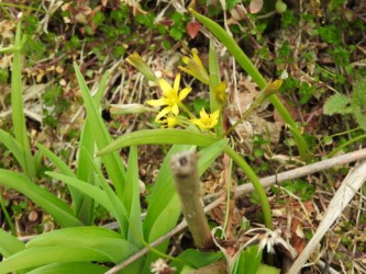 キバナノアマナ