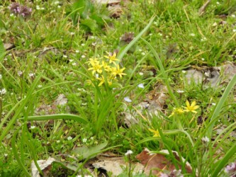 キバナノアマナ