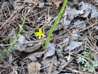 キバナノアマナ
