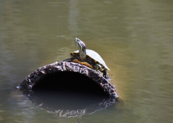 ミシシッピアカミミガメ