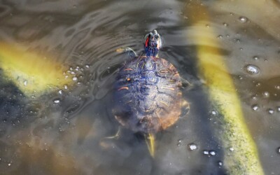 ミシシッピアカミミガメ