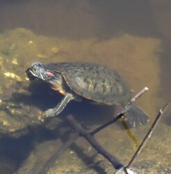 ミシシッピアカミミガメ