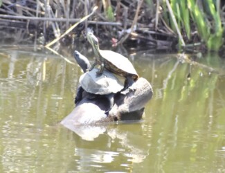 クサガメの上に乗るミシシッピアカミミガメ