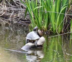 アカミミガメの上に乗るアカミミガメ