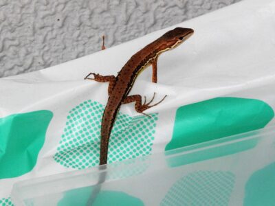 カナヘビ