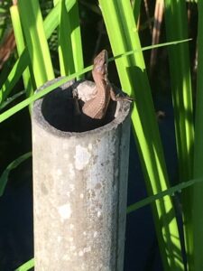 カナヘビ