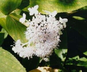 ツボミと花(写真提供 K.Hさん)
