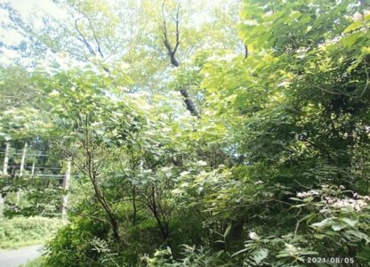 タマアジサイか、ムシカリか(写真提供 K.Hさん)