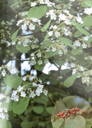 ムシカリ(日本の樹木より)