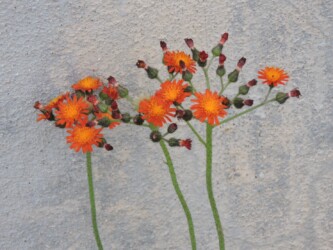 コウリンタンポポ