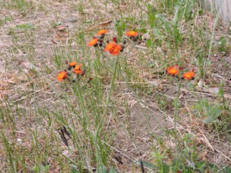 コウリンタンポポ