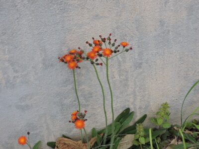 コウリンタンポポ