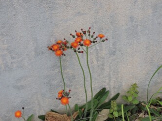 コウリンタンポポ