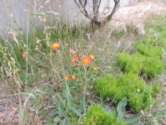 コウリンタンポポ