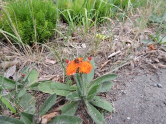 コウリンタンポポ