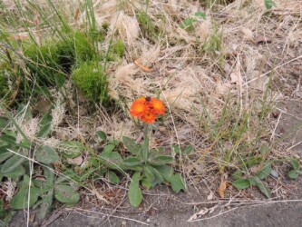 コウリンタンポポ