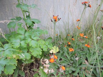 コウリンタンポポ