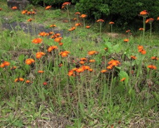 群生するコウリンタンポポ