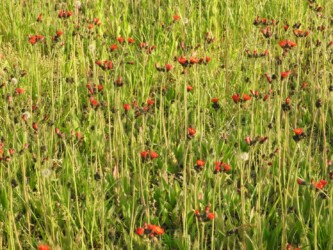 群生するコウリンタンポポ