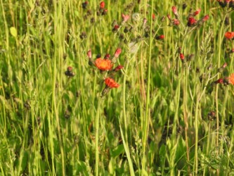 群生するコウリンタンポポ