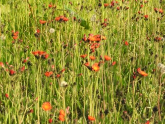 群生するコウリンタンポポ