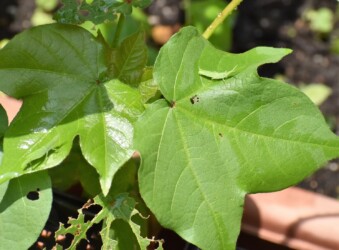 ワタの葉の上で