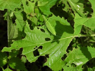 オオバの葉の上で