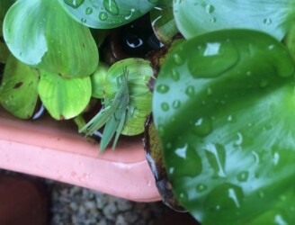 ホテイアオイの上で